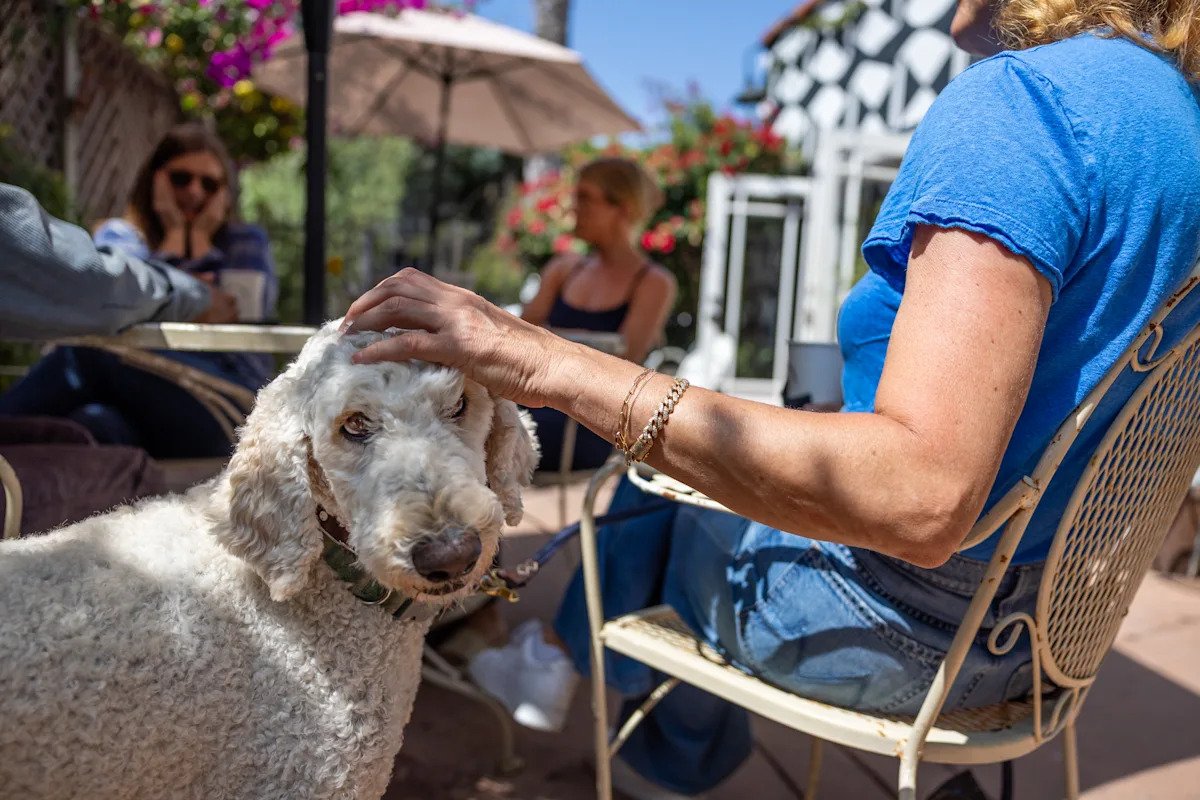 Dogs are mysteriously dying in this Southern California beach town. What is behind it?