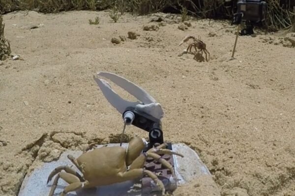 Robot Crab Meets Terrible Fate When Its True Nature Is Discovered by Real Crabs