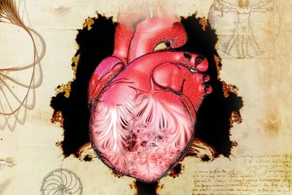 the heart and its trabeculae, first described by leonardo da vinci